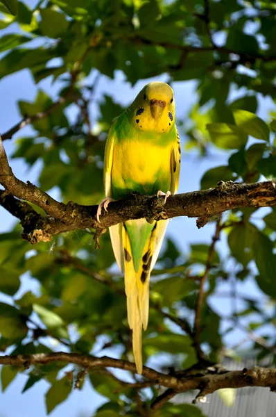 Budgie in a tree — Stock Photo, Image