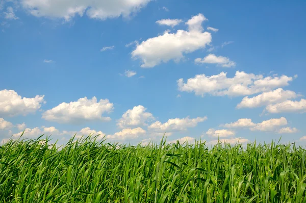 Grass against the sky — Stock Photo, Image