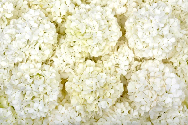 stock image Background of white flowers