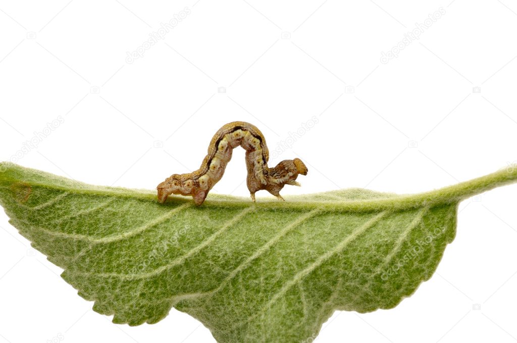Caterpillar on green leaf