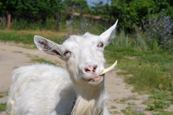 Белая коза жует капусту — стоковое фото