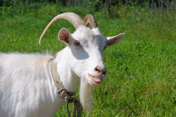 stock image White goat showing tongue