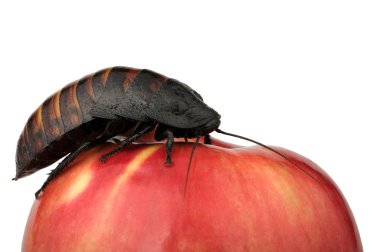 Cockroach on the apple clipart