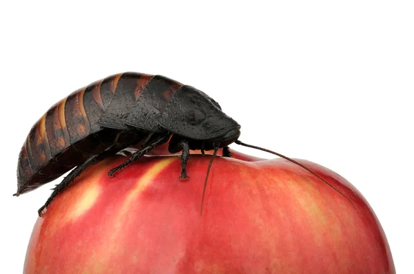 在苹果上的蟑螂 — 图库照片
