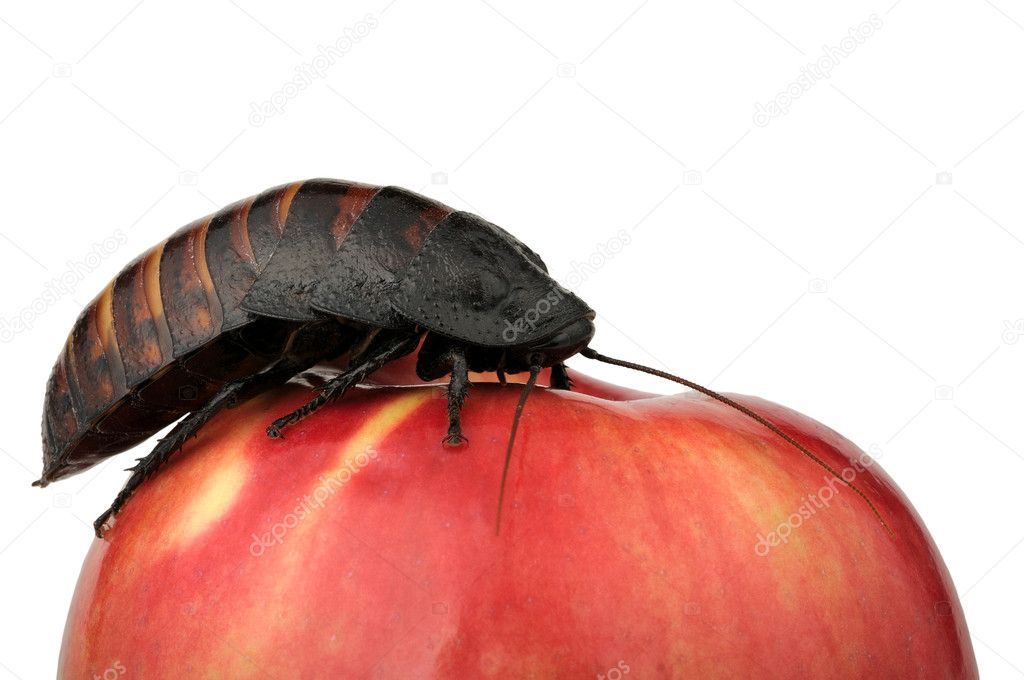Cockroach on the apple
