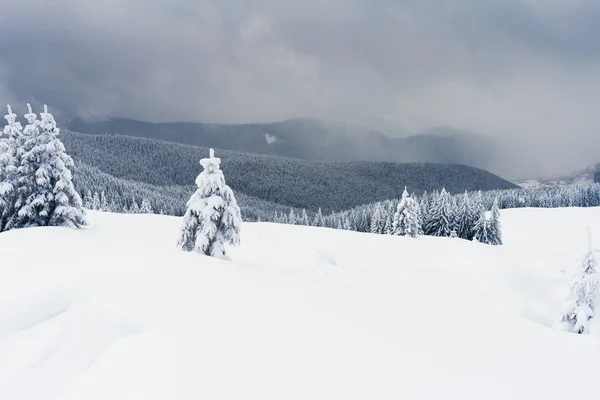 Kış ağaçlar — Stok fotoğraf