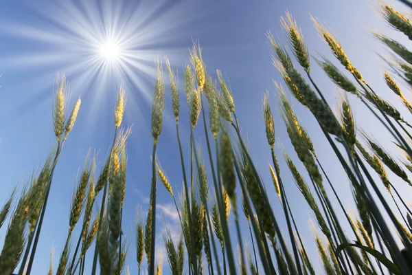 Stock image Wheat