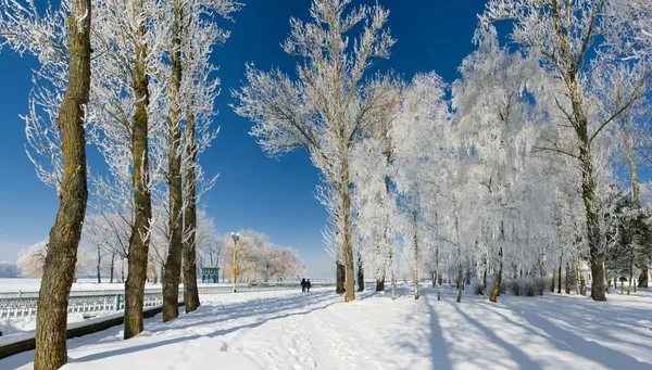 겨울 — 스톡 사진
