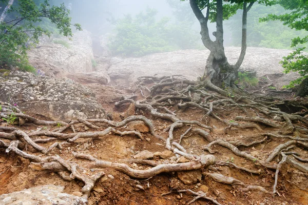 stock image Forest