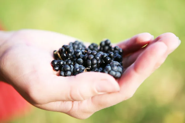 stock image Hand holding a fresh blackberry