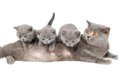 Cat family clipart