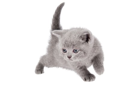 One little british kitten cat clipart