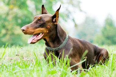 Lying brown doberman pinscher clipart