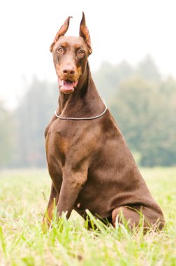 Sitting brown doberman pinscher clipart