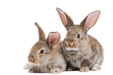 İki bebek tavşan üzerinde beyaz izole