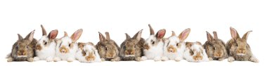 Group of rabbits in a row clipart