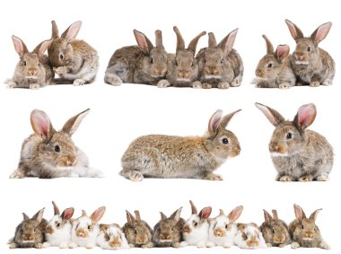 Set of brown baby rabbits clipart