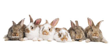Group of rabbits in a row clipart