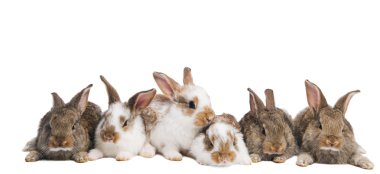 Group of rabbits in a row clipart