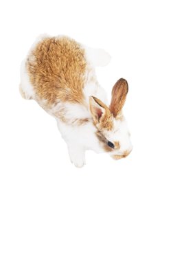 White brown rabbit. top view clipart