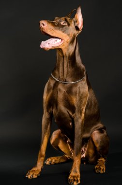 siyah üzerine Doberman