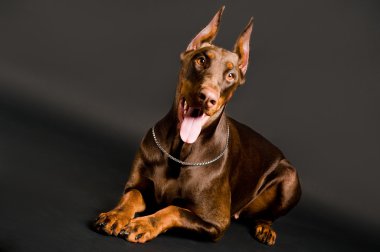 Doberman over black clipart