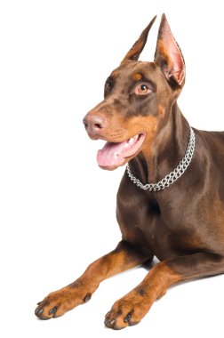 Doberman isolated over white clipart