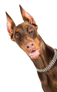 Doberman isolated over white clipart