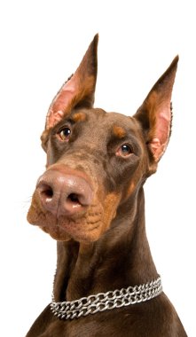 Doberman isolated over white clipart