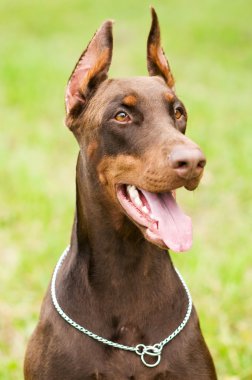 Doberman outdoors clipart