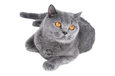 izole Britanya ile ilgili stenografi kedi