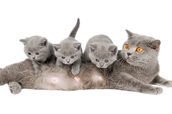 Família de gatos — Fotografia de Stock