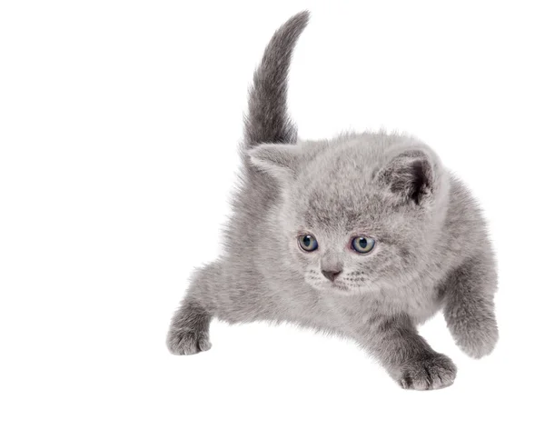 One little british kitten cat — Stock Photo, Image