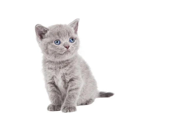 Μια μικρή βρετανική γατάκι γάτα — Φωτογραφία Αρχείου