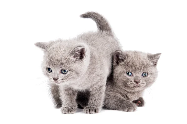 Dois gatinhos britânicos jogar gato — Fotografia de Stock