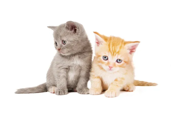 Маленька британська короткошерста кошенята кішка — стокове фото