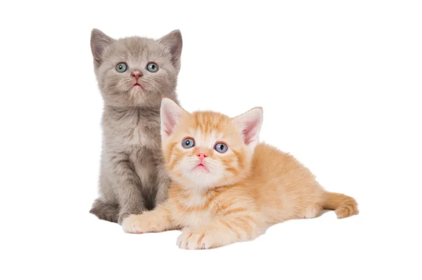 Malá kočka koťata britská krátkosrstá — Stock fotografie