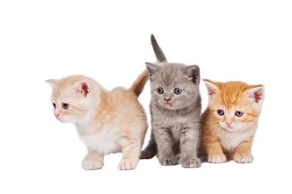 Mały kot Brytyjski Stenografia kocięta — Zdjęcie stockowe
