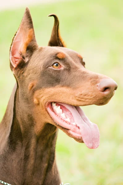 Portret brązowy Doberman — Zdjęcie stockowe