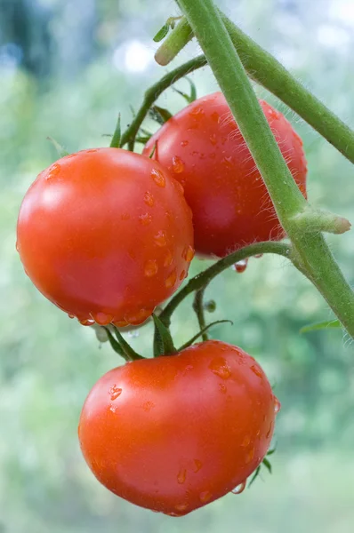 Manojo de tomates maduros —  Fotos de Stock
