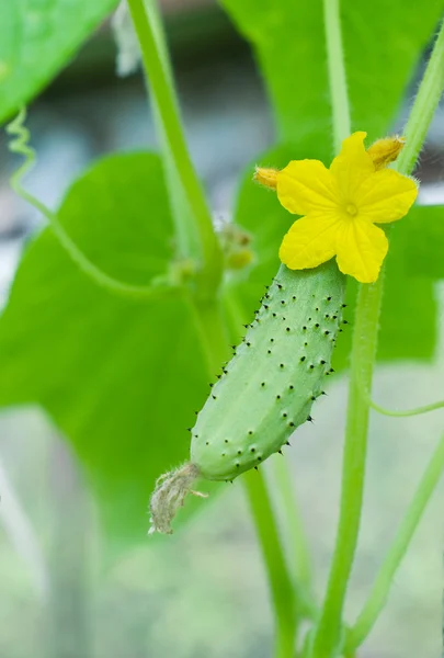 Green cucumber and bloom — Stock Photo, Image