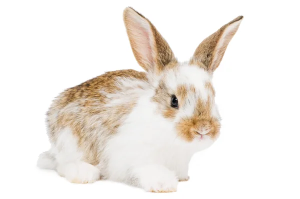Jeden mladý baby králík — Stock fotografie