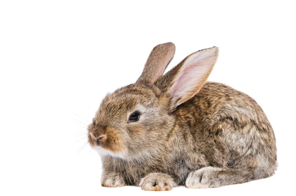 Un conejo marrón joven — Foto de Stock