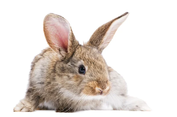 Um jovem coelho castanho — Fotografia de Stock