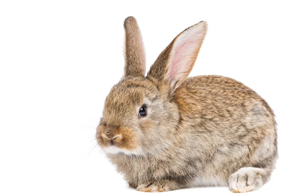 Bir genç kahverengi tavşan — Stok fotoğraf