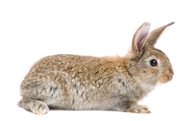 Один молодий кролик — стокове фото
