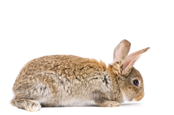 Um jovem coelho castanho — Fotografia de Stock