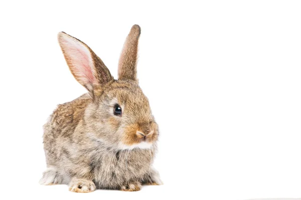 Jeden młody brązowy królik — Zdjęcie stockowe