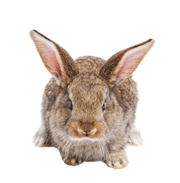 Один молодий коричневий кролик — стокове фото