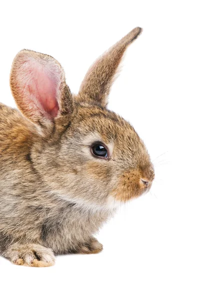 Один молодой коричневый кролик — стоковое фото